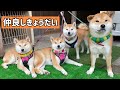 柴犬きょうだいといるとホームシックでも元気になるチビーズの仲の良さ！