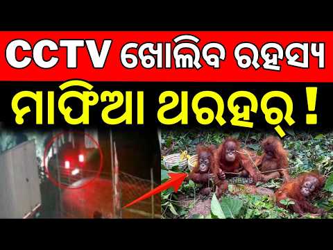 ଖୋଲିବ ରହସ୍ଯ ମାଫିଆ ଥରହର୍ ! Balasore Orangutan Case: STF Probe | Black SUV Orangutan Case | Odia News