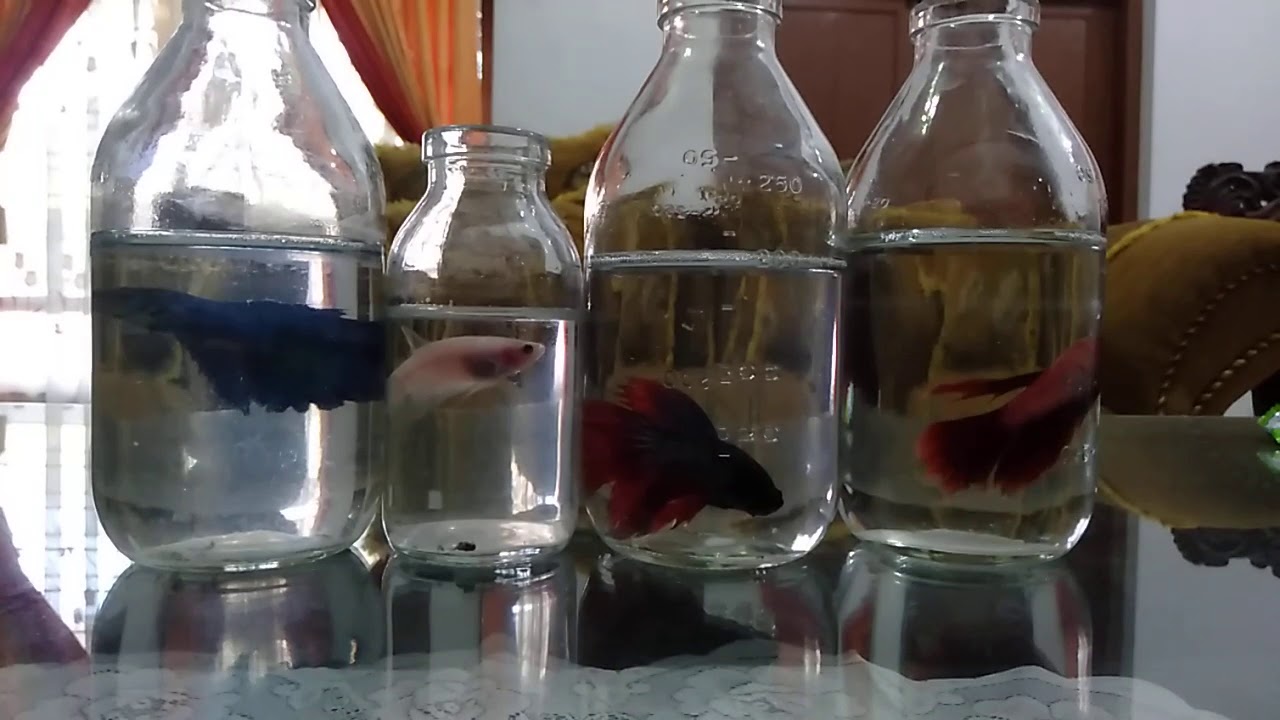 IKAN CUPANG HIAS