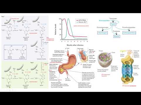 Video: ¿Dónde se almacena la secretina?