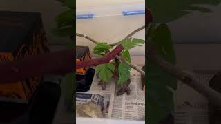 Famous 60 sec. tour of my baby Carpet Python’s Tub Vivarium Net Worth