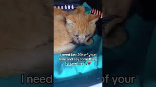 🐾💔Meet these stray soul who needs your support more ever