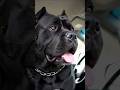 Cane Corso Guarding the Car Like a Real Beast | Ultimate Protection Mode ON