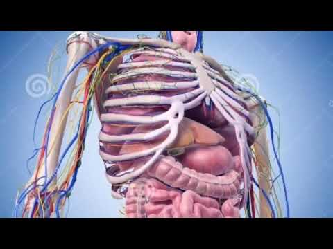 أين الدليل على وجود الخالق وفي أنفسكم أفلا تبصرون وقفة مع آية