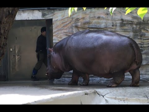 寝室に戻る、カバ。　Big Hippo back to the bed room #shorts