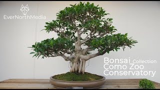 Bonsai Collection Como Zoo Conservatory In 4K
