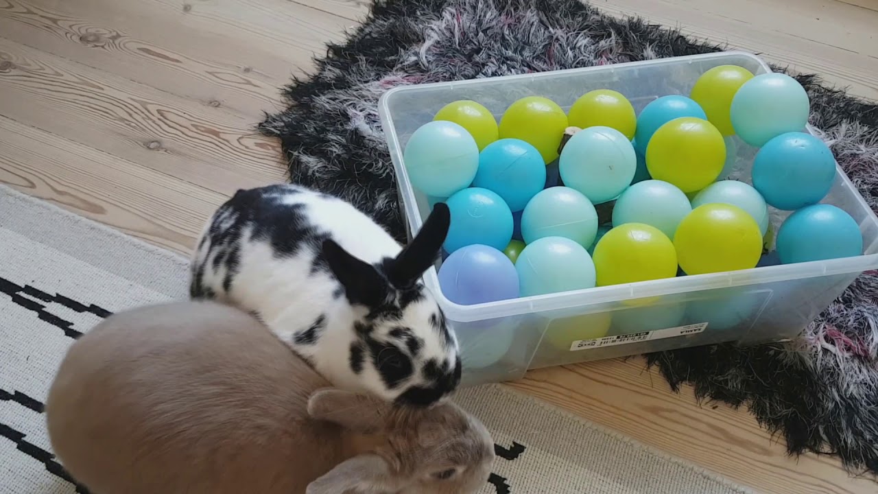 Stream breaker - meet the bunnies