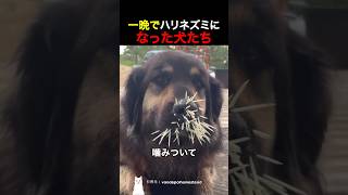 一晩でハリネズミになった犬たち