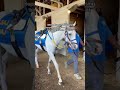 Champion racehorse 🤝 personal hype goat. Will White Abarrio’s support goat be good luck Saturday?
