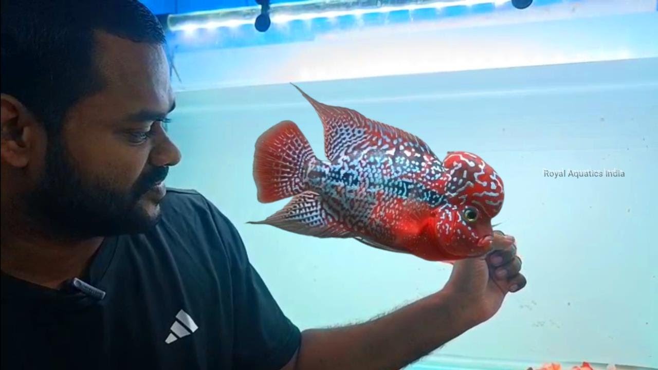 HOW TO SELECT COMPETITION GRADE KAMFA / CARE AND MAINTENANCE / ROYAL AQUATICS INDIA / CHENNAI