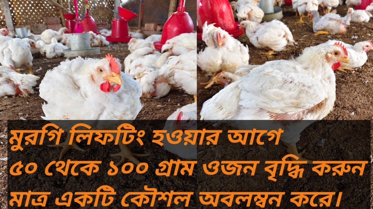 মুরগি বিক্রির পূর্বে বয়লার মুরগির ওজন বৃদ্ধির কৌশল। How to make boiler chicks grow faster.