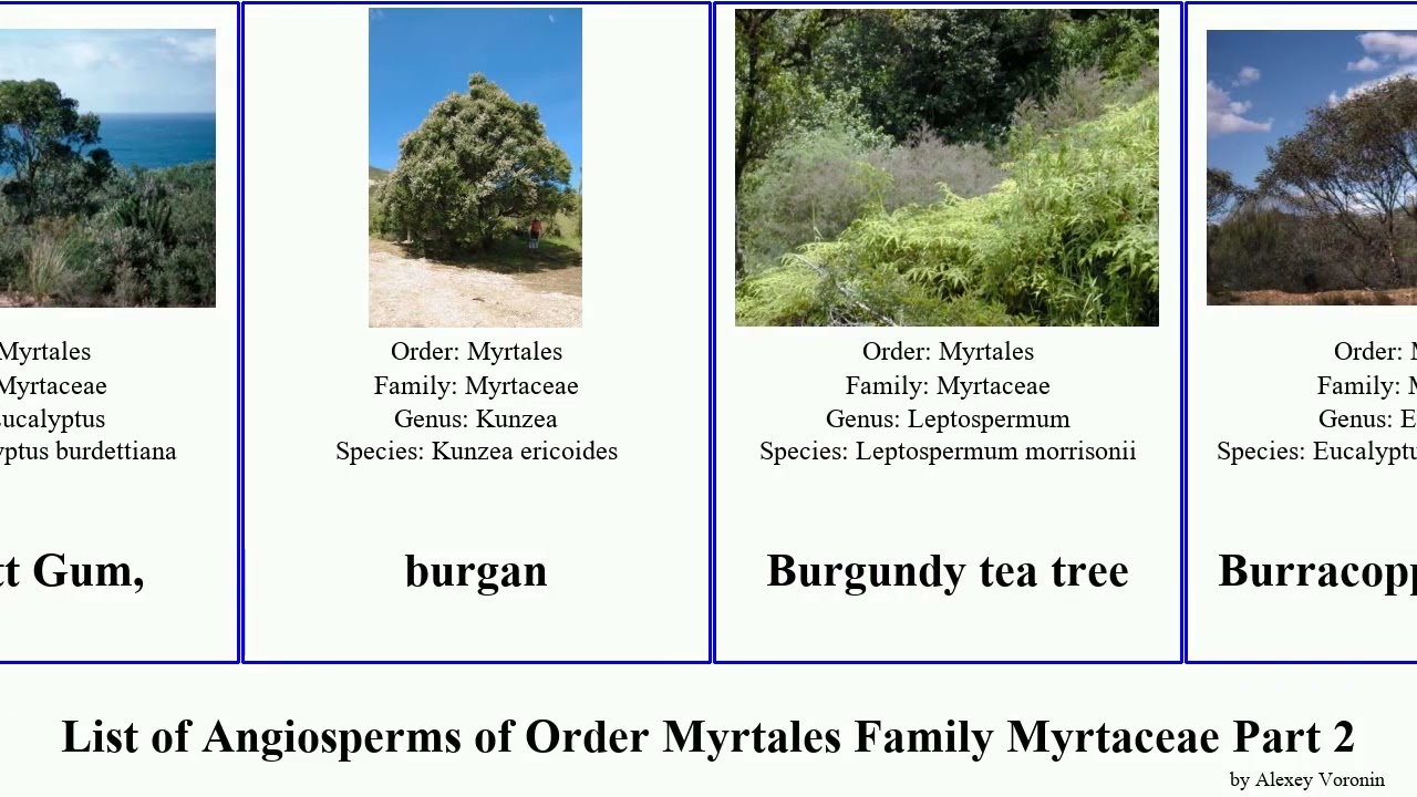 List of Angiosperms of Order Myrtales Family Myrtaceae Part 2 callistemon calothamnus mallee box
