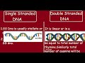 Single stranded dna vs double stranded dna quick differences in 5 min