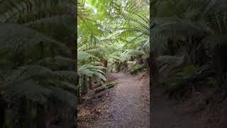 Tree Fern Grove Tasmania #shorts