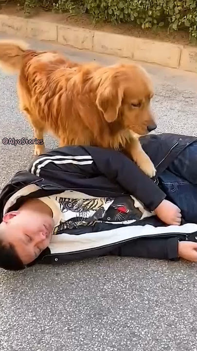 Anjing ini menolong majikannya yang pingsan ❗😳 #shorts