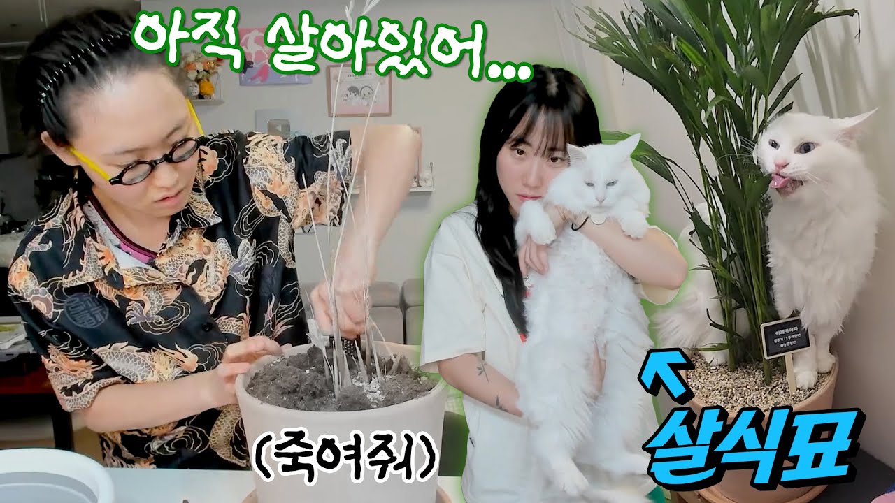 고양이가 다 물어뜯어 죽인 아레카야자 부활 강령술