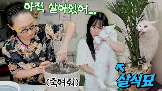 고양이가 다 물어뜯어 죽인 아레카야자 부활 강령술 screenshot 2
