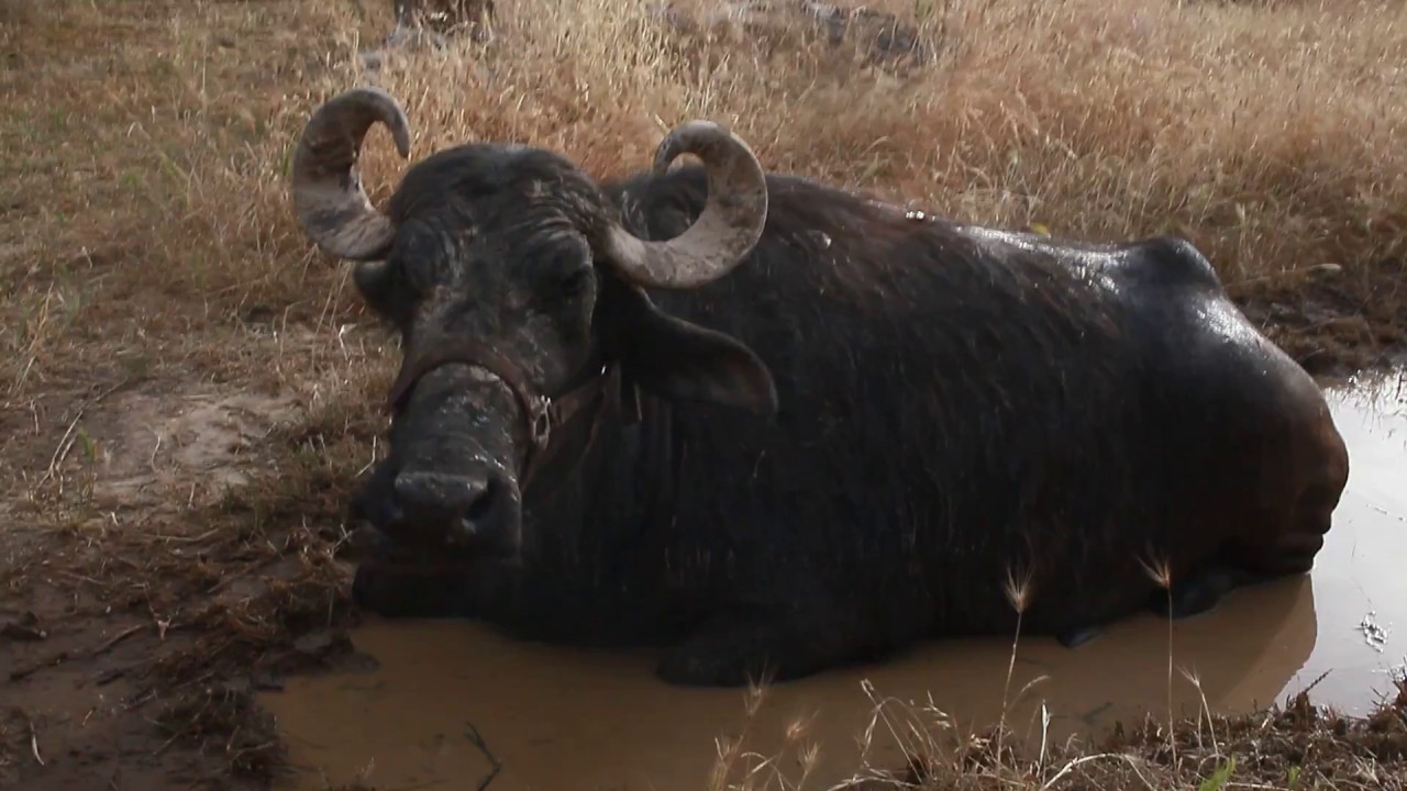 Water Buffalo Mud Bath