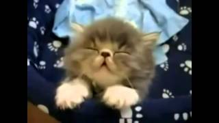 Funny Cats - Part 1 Смешные Коты - Часть 1
