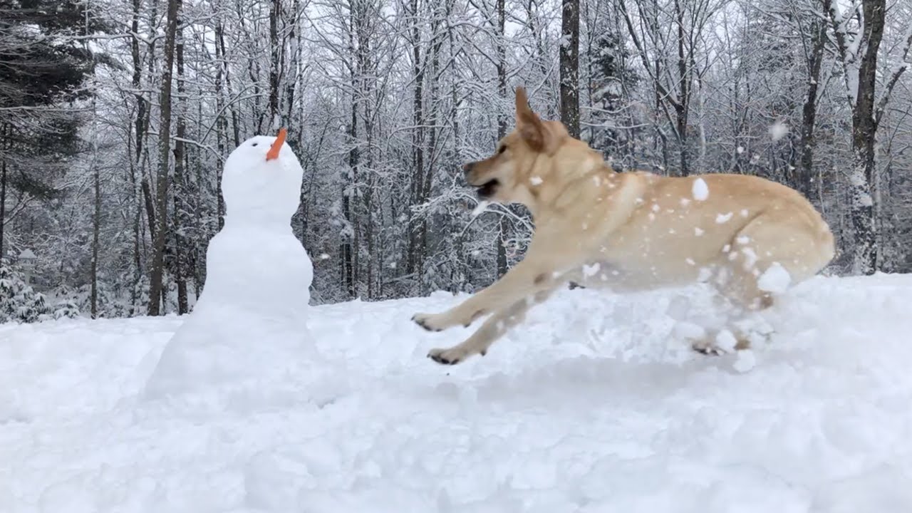 Do You Want to Build a Snowma-- puppy paradise