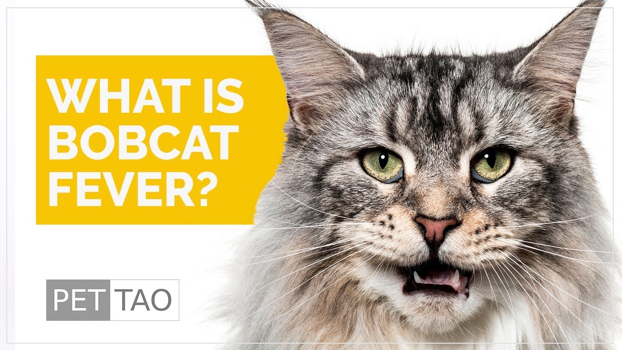 What is Bobcat Fever? Learn About The South's Lethal Cat Disease PET