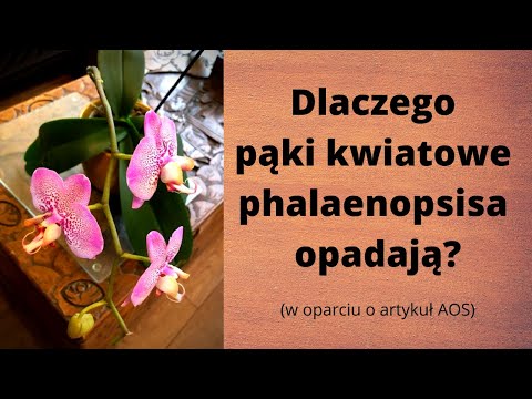 Dlaczego pąki kwiatowe phalaenopsisa opadają?