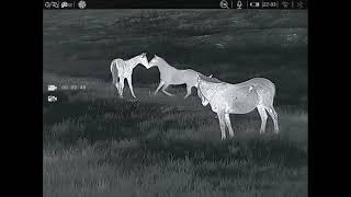 Denning Season Coyotes- May 2026 5 Stands & 4 Coyotes