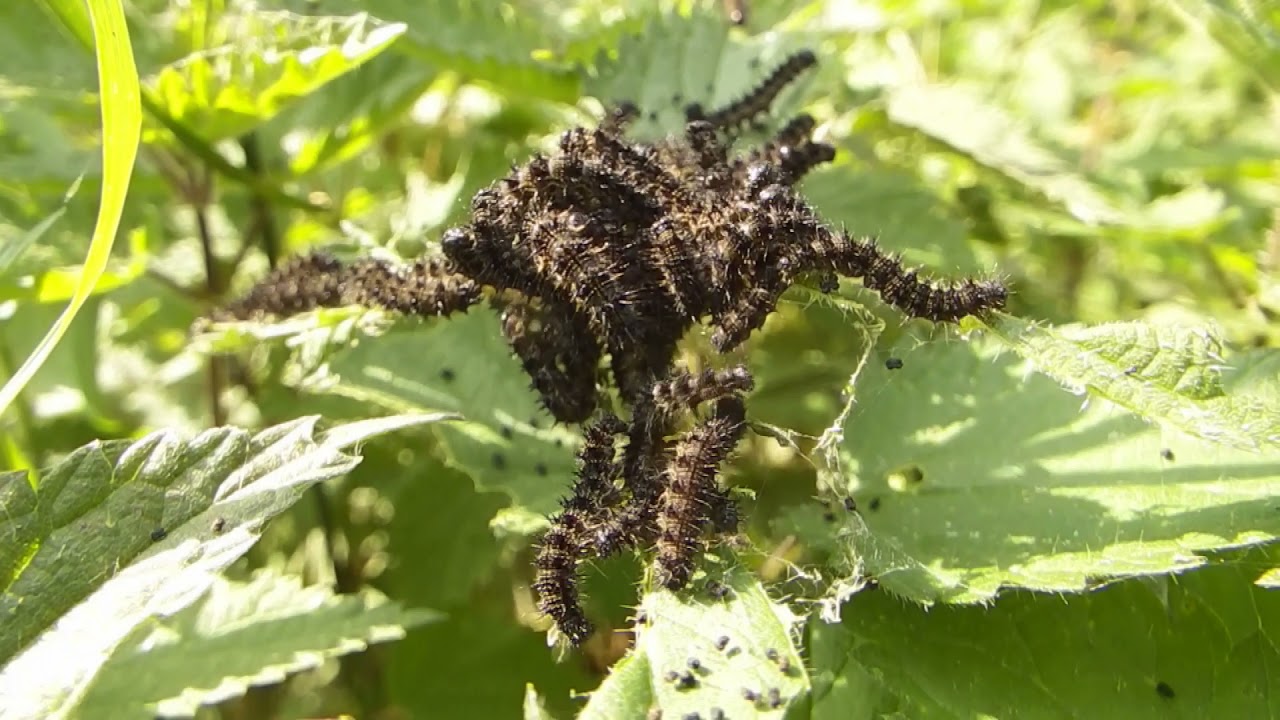 small tortoiseshell caterpillars