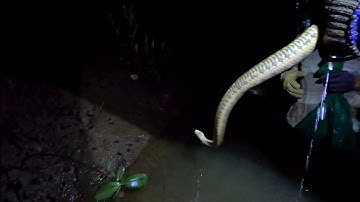 Bắt Ba Khía Trong Đêm /Con Rắn Xấu Số