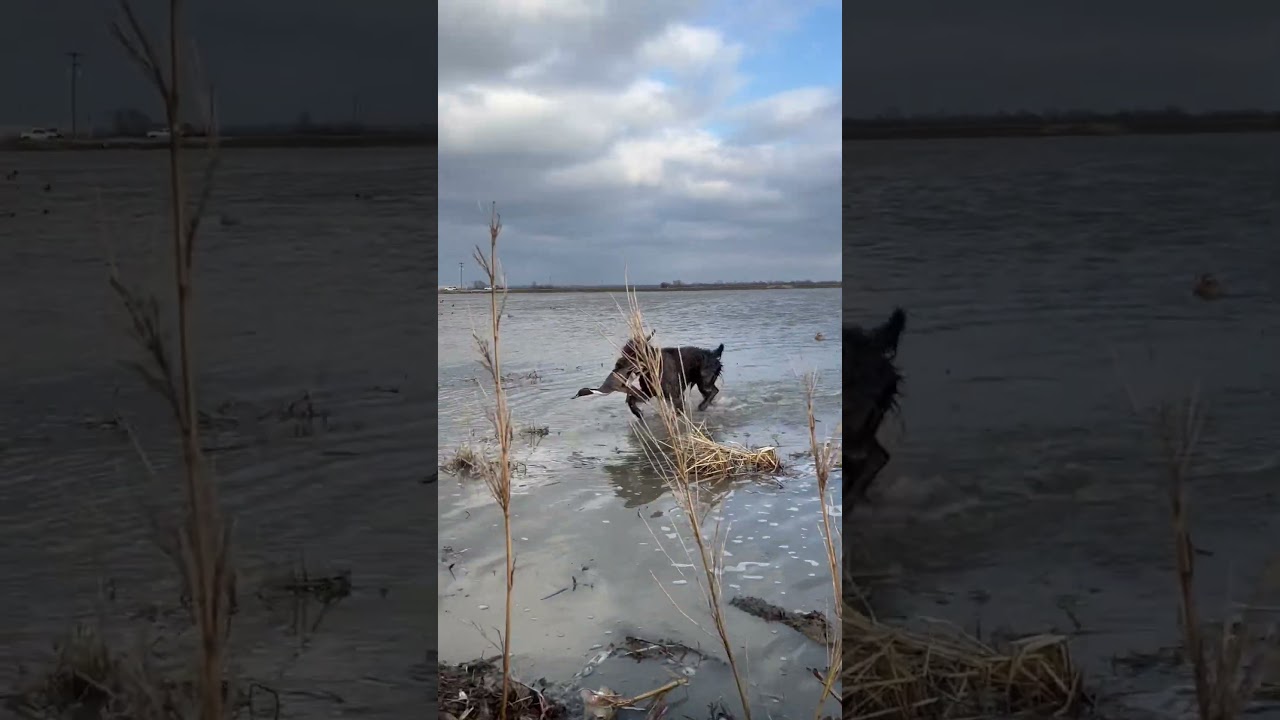 German wirehaired pointer retrieving pintail duck 