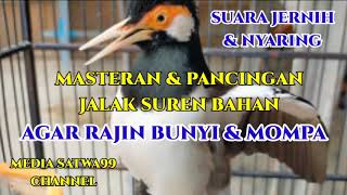 MASTERAN & PANCINGAN JALAK SUREN BAHAN AGAR CEPAT BUNYI,GACOR & MOMPA