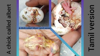 🥹 புறா குட்டிக்கு உயிர் குடுத்தாசு 🥹|A chick called albert tamil | pet love 💞😘#A chick called albert