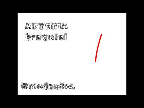 Video: ¿Dónde está la arteria braquial para la presión arterial?