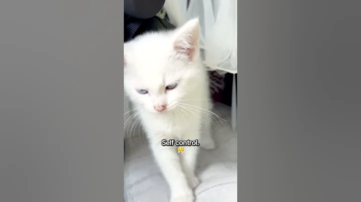 Video 9283331: tabby turkish, tabby mix, beautiful turkish