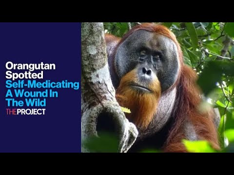 Orangutan Spotted Self-Medicating A Wound In The Wild