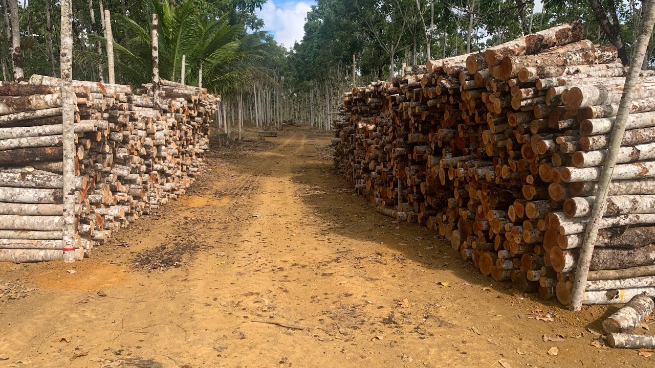 Mogno Africano! Como utilizar as madeiras do desbaste