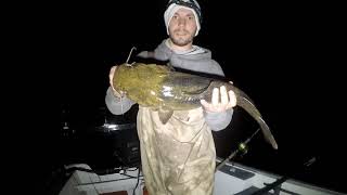 Fall flathead Fishing - No bait too Big
