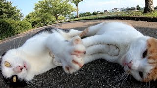 野良猫のプロレスごっこ、いつまでも決着がつかない・・・