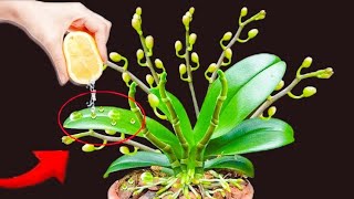 It's magical! It causes the orchid to immediately product many buds on the same branch.