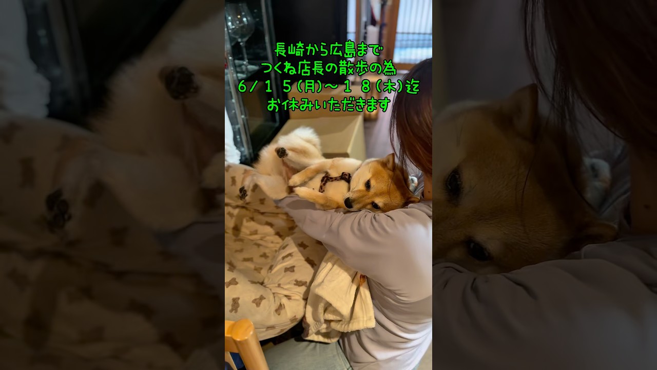 つくね店長からのお知らせ #shorts #dog #焼き鳥屋てら