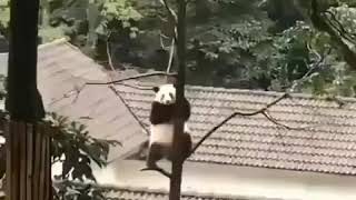 Panda Does Pole Dancing!