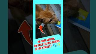 He Came Quietly, His Ears Telling Stories of the Streets #StrayCat#CatStory#FromTheStreets