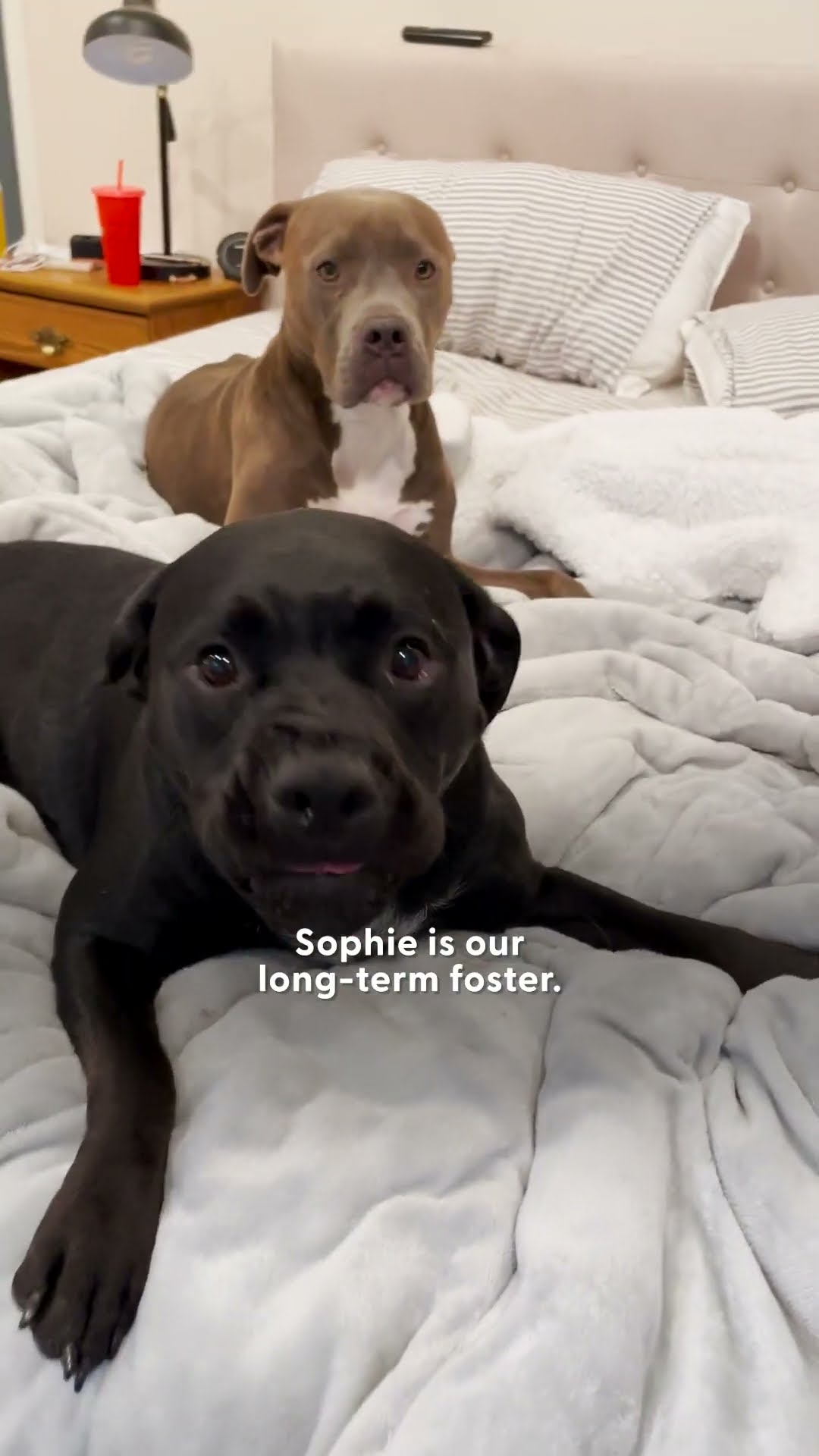 Grandma Who's Scared Of Dogs Gets Won Over By Daughter's Pit Bulls | The Dodo