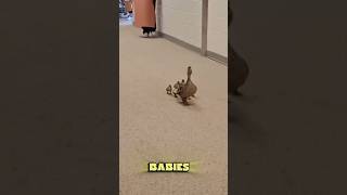 This duck goes to this high school to lay her eggs #shorts #animals