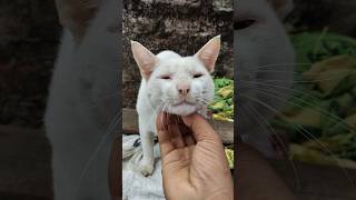 Cats are inquisitive, but hate to admit it.” #youtube #cat #youtuber #cat