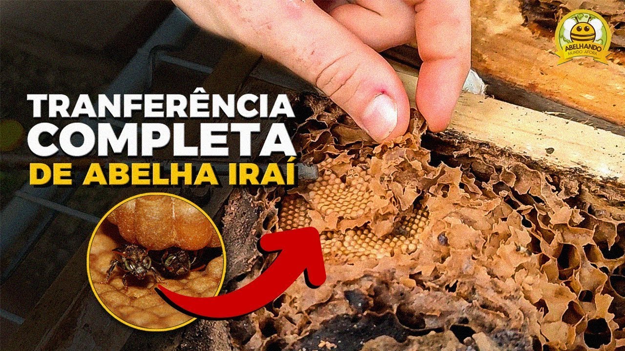 TRANSFERÊNCIA COMPLETA DE IRAÍ para caixa racional - NO DETALHE!