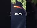Dhappa😂 #trending #funny #latestpunjabsong #diwali #firecracker #bomb