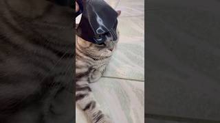 Im Not Bat Cat シ シViral