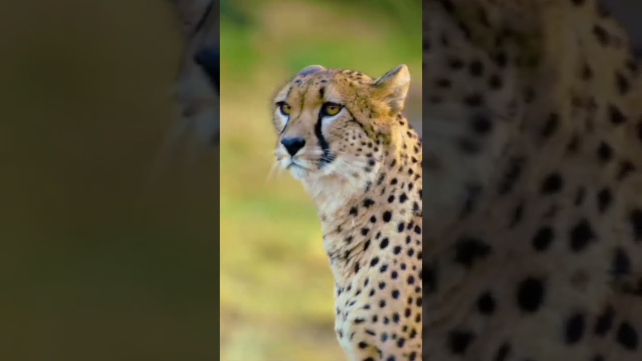 WORLD OF ANIMALS 8K Ultra HD- Animals Around The Planet with REAL Nature Sounds 