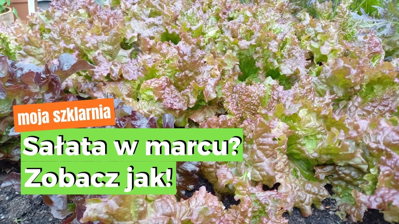 Własna sałata w marcu? Jesienny siew i zimowa uprawa w szklarni – instrukcja krok po kroku!
